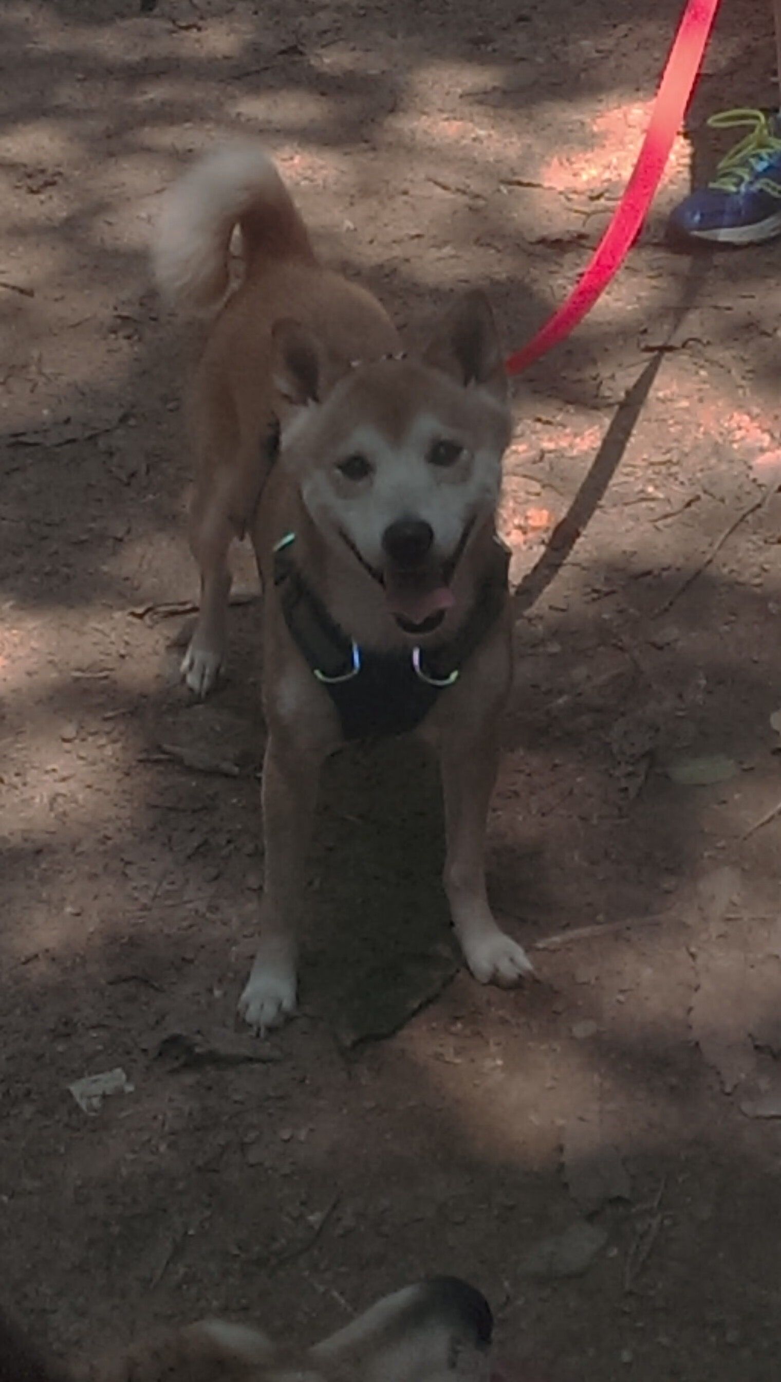 NBA球队球员合同分析,nba球队球员合同分析图