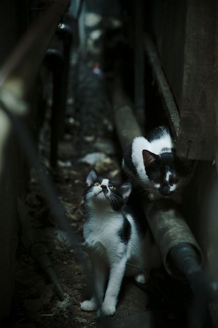 NBA联盟青训体系与国际合作发展,nba青年队