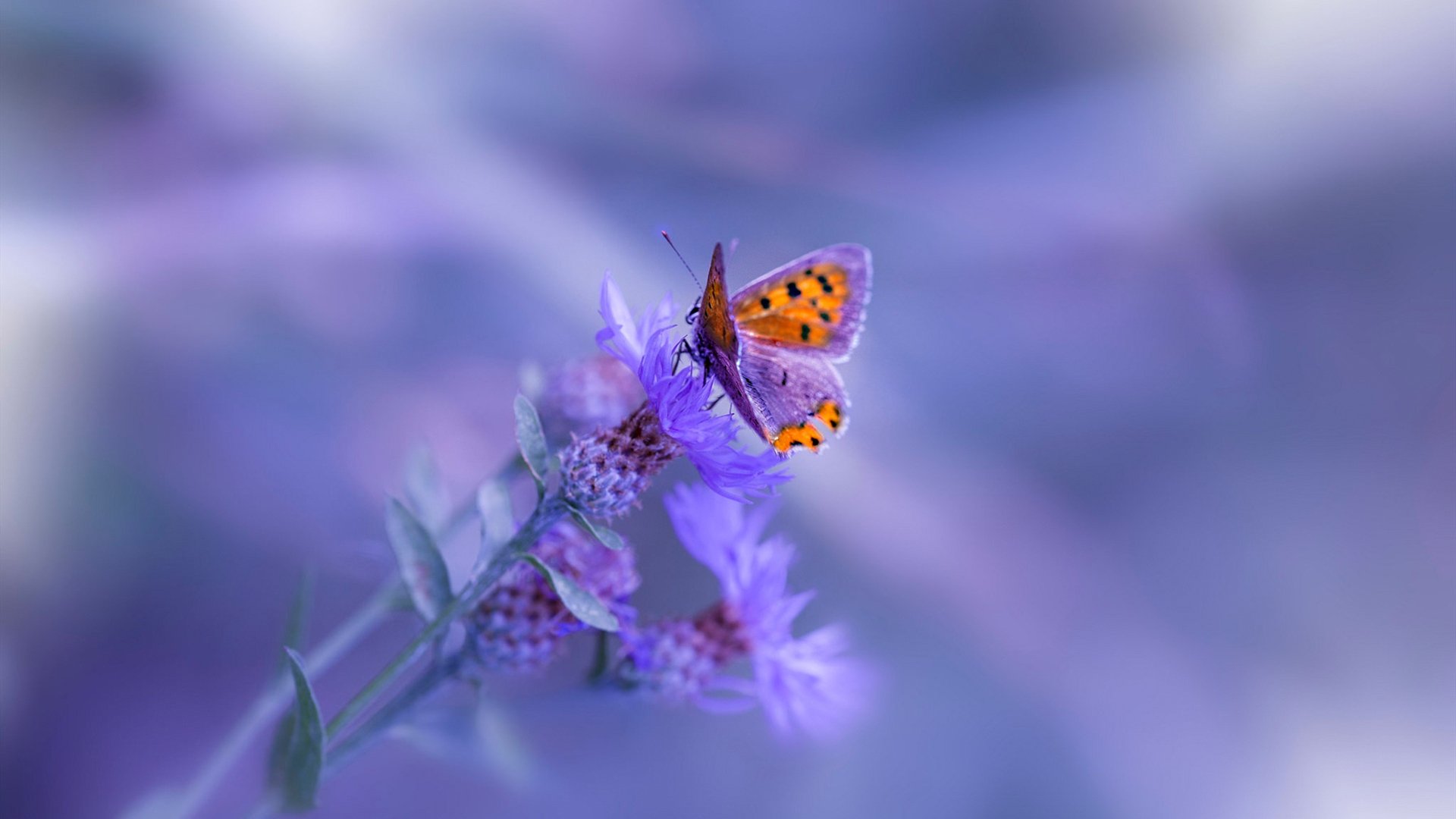 体育组织合规性治理与风险防控体系研究，体育赛事风险防范