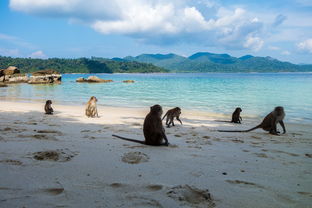 九游官网入口-世界沙滩龙舟锦标赛中国团队表现优异，国际龙舟锦标赛