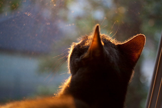 世界青少年滑板锦标赛在上海盛大揭幕,世界滑板锦标赛规则